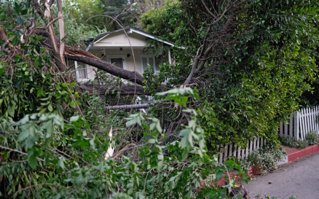 Muere un niño en Condado Smith al caerle un árbol por los fuertes vientos