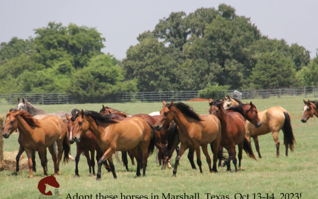 Evento de adopción de caballos y burros salvajes en Marshall, Texas